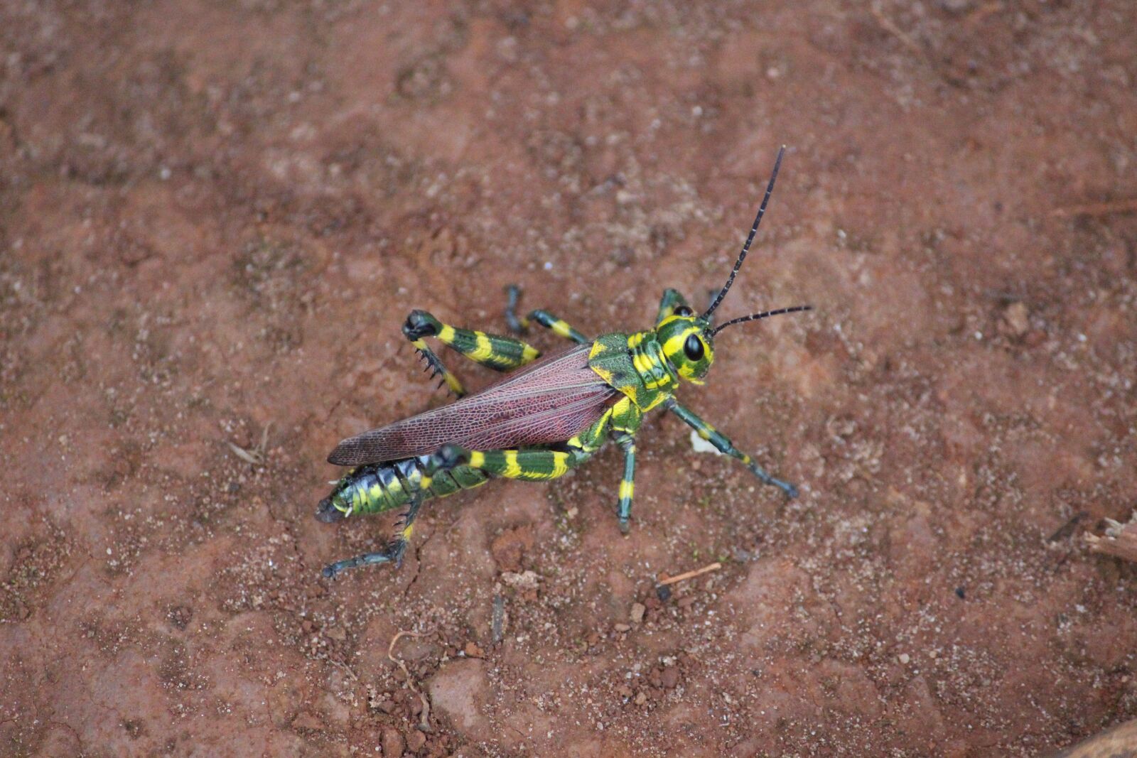 Canon EOS 700D (EOS Rebel T5i / EOS Kiss X7i) sample photo. Bug, insect, cricket photography