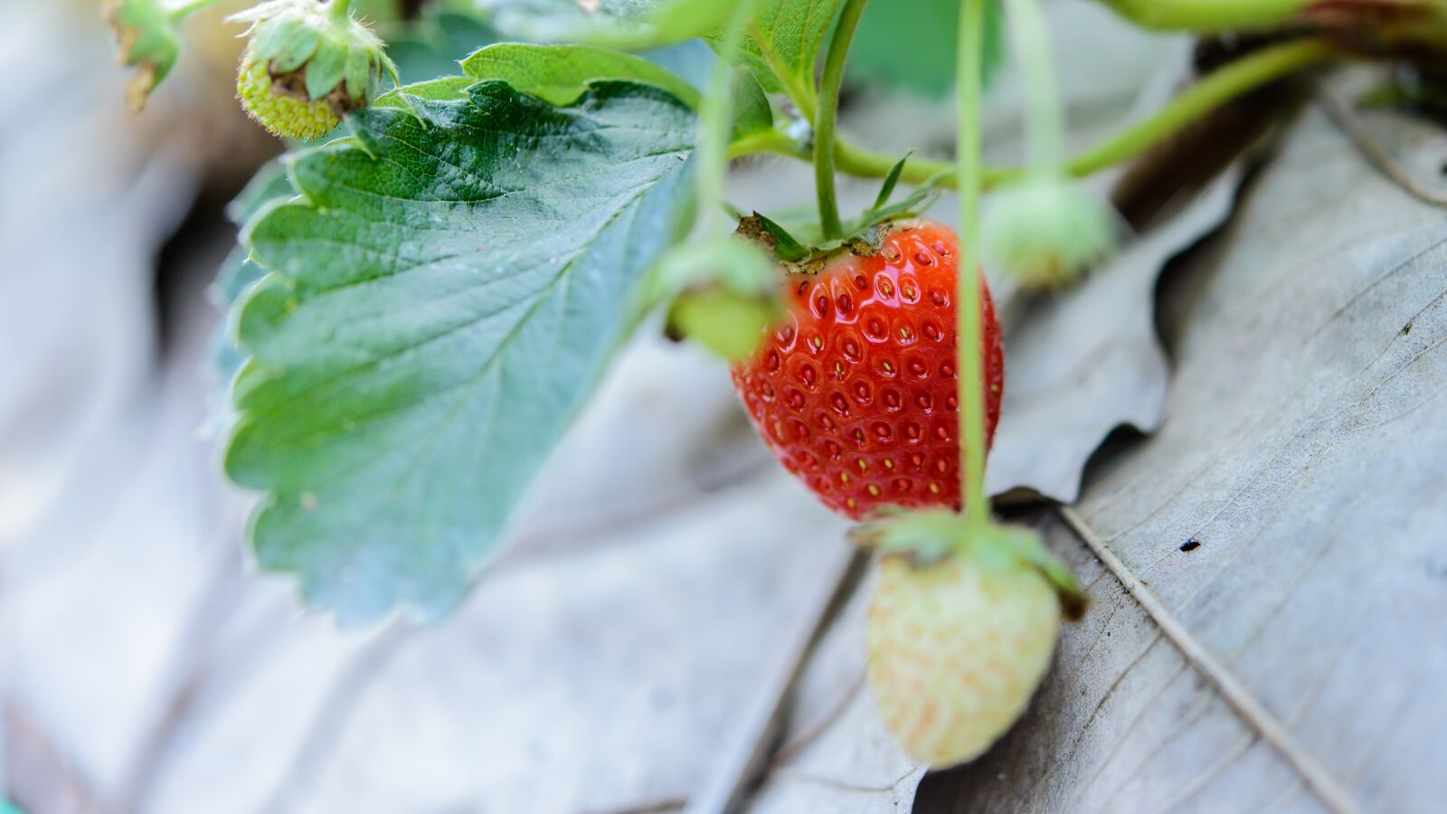 Nikon D610 sample photo. Strawberries, fresh, strawberry photography
