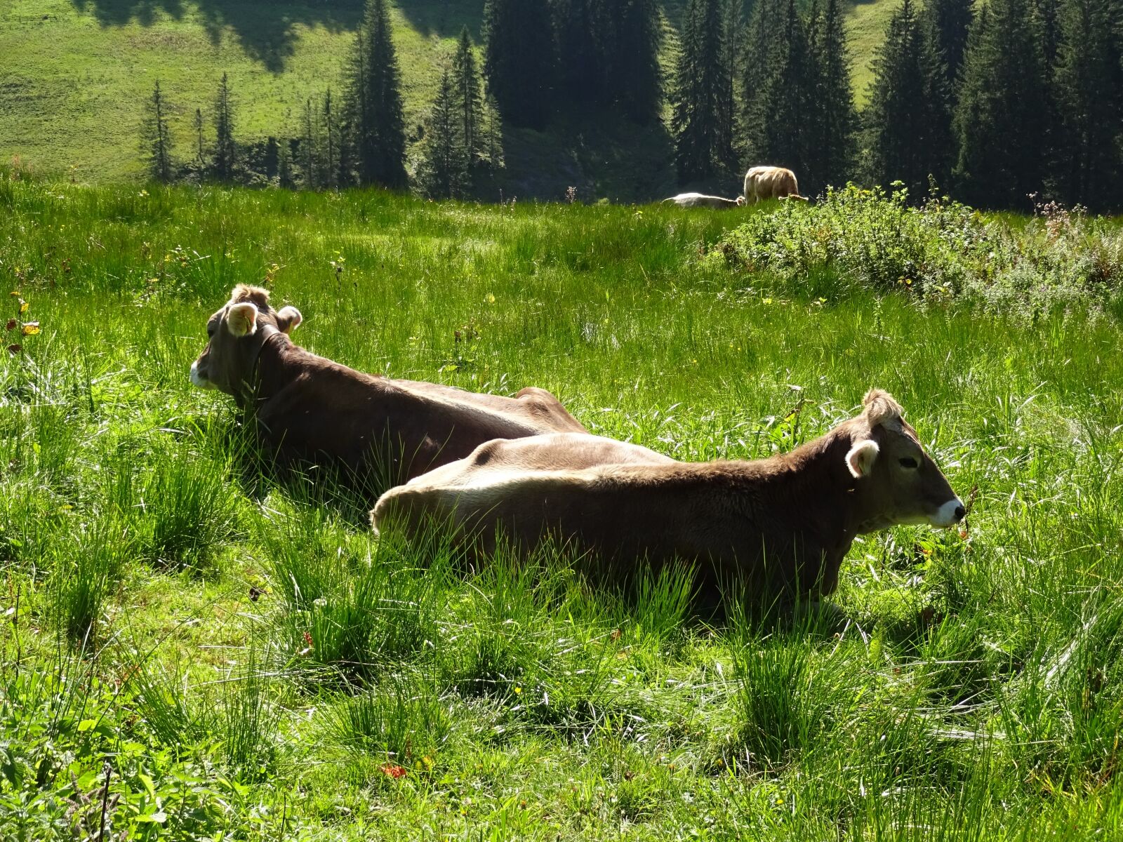 Sony Cyber-shot DSC-WX220 sample photo. Cow, brown swiss, meadow photography