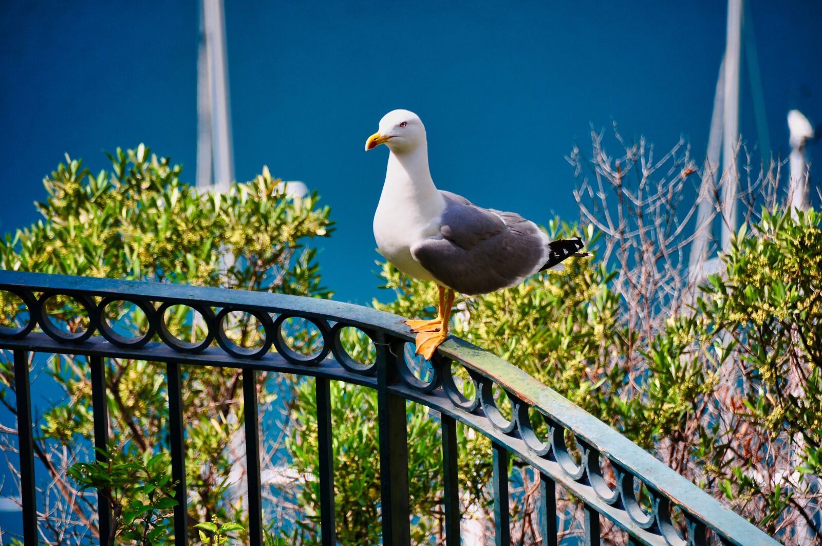 Nikon D300S sample photo. Seagull, bird, sea photography