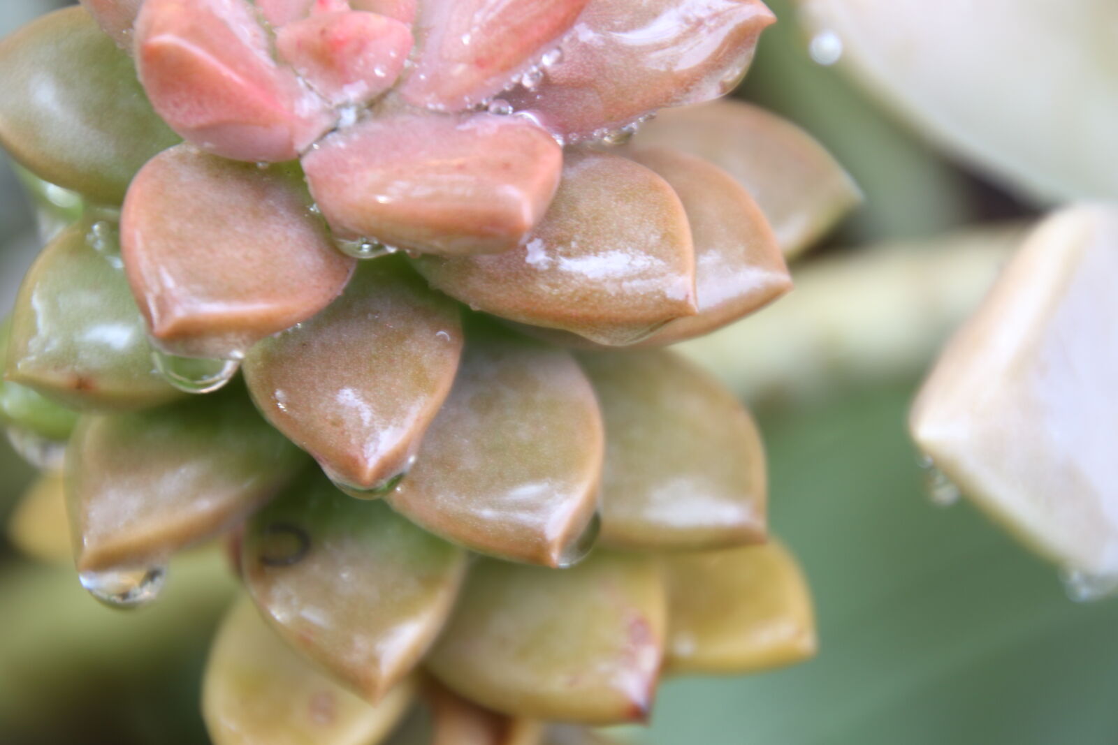 Canon EOS 7D Mark II sample photo. Brown, drops, garden, green photography