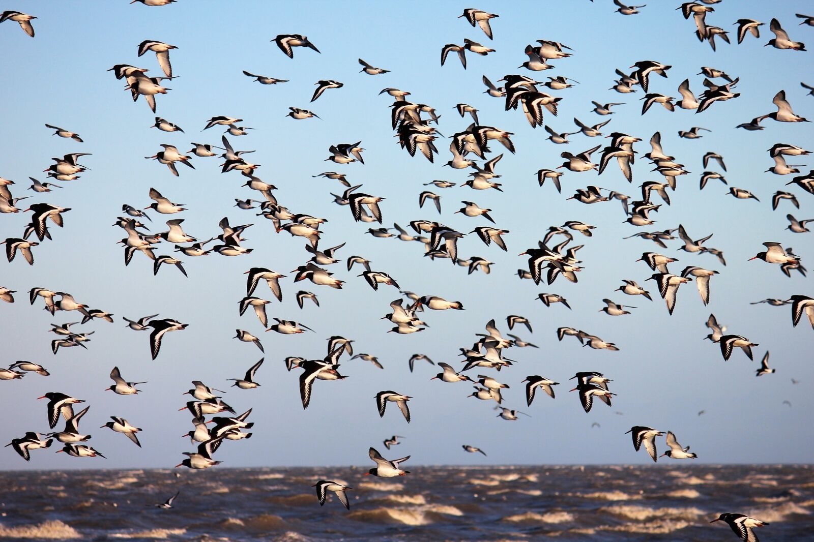 Canon EOS 600D (Rebel EOS T3i / EOS Kiss X5) sample photo. Bird, flight, animal world photography