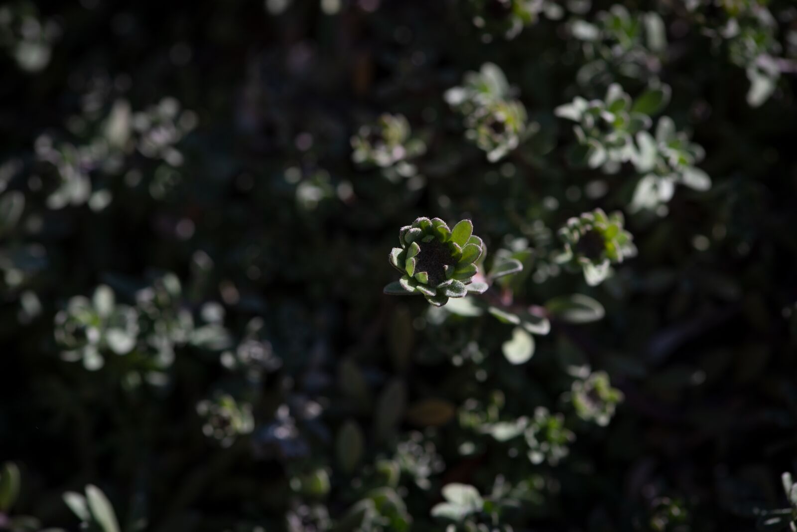 Nikon D750 sample photo. Herb, herbs, culinary herbs photography