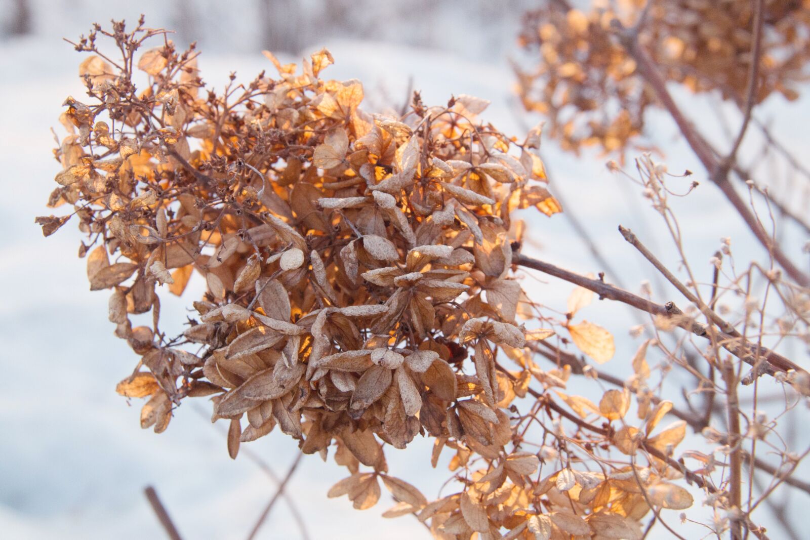 Canon EF-S 18-200mm F3.5-5.6 IS sample photo. Dead leaves, winter, snow photography