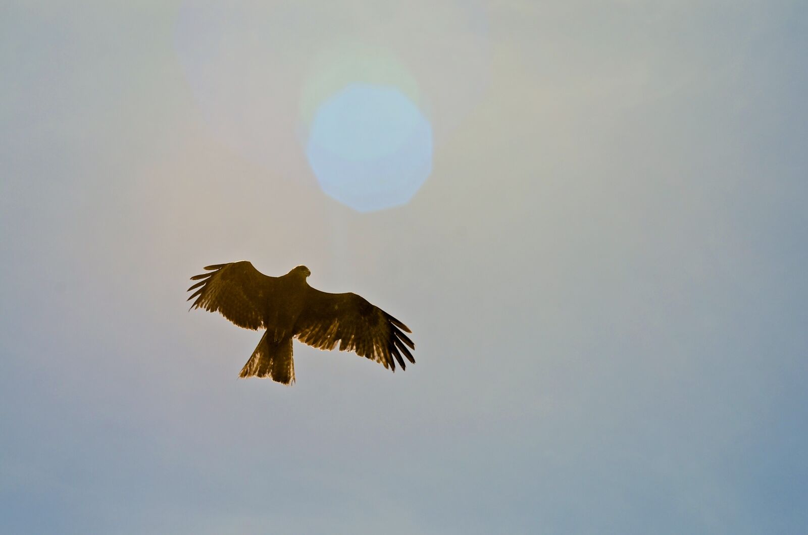 Nikon D7000 sample photo. Bird, eagle, nature, sky photography
