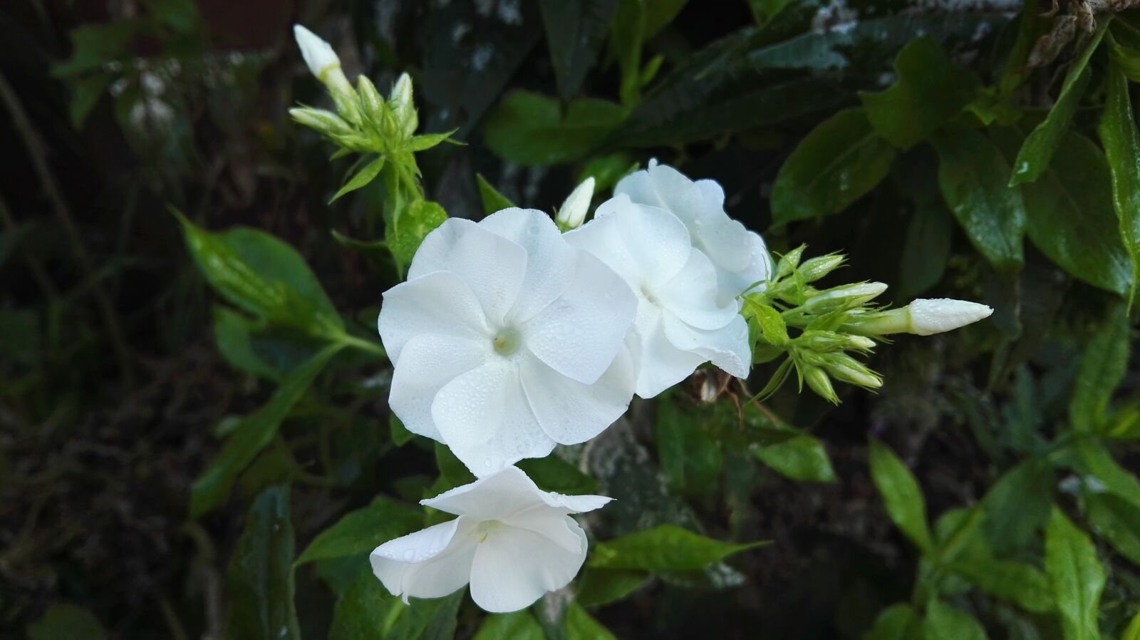 HUAWEI GRA-L09 sample photo. White, flower, nice photography