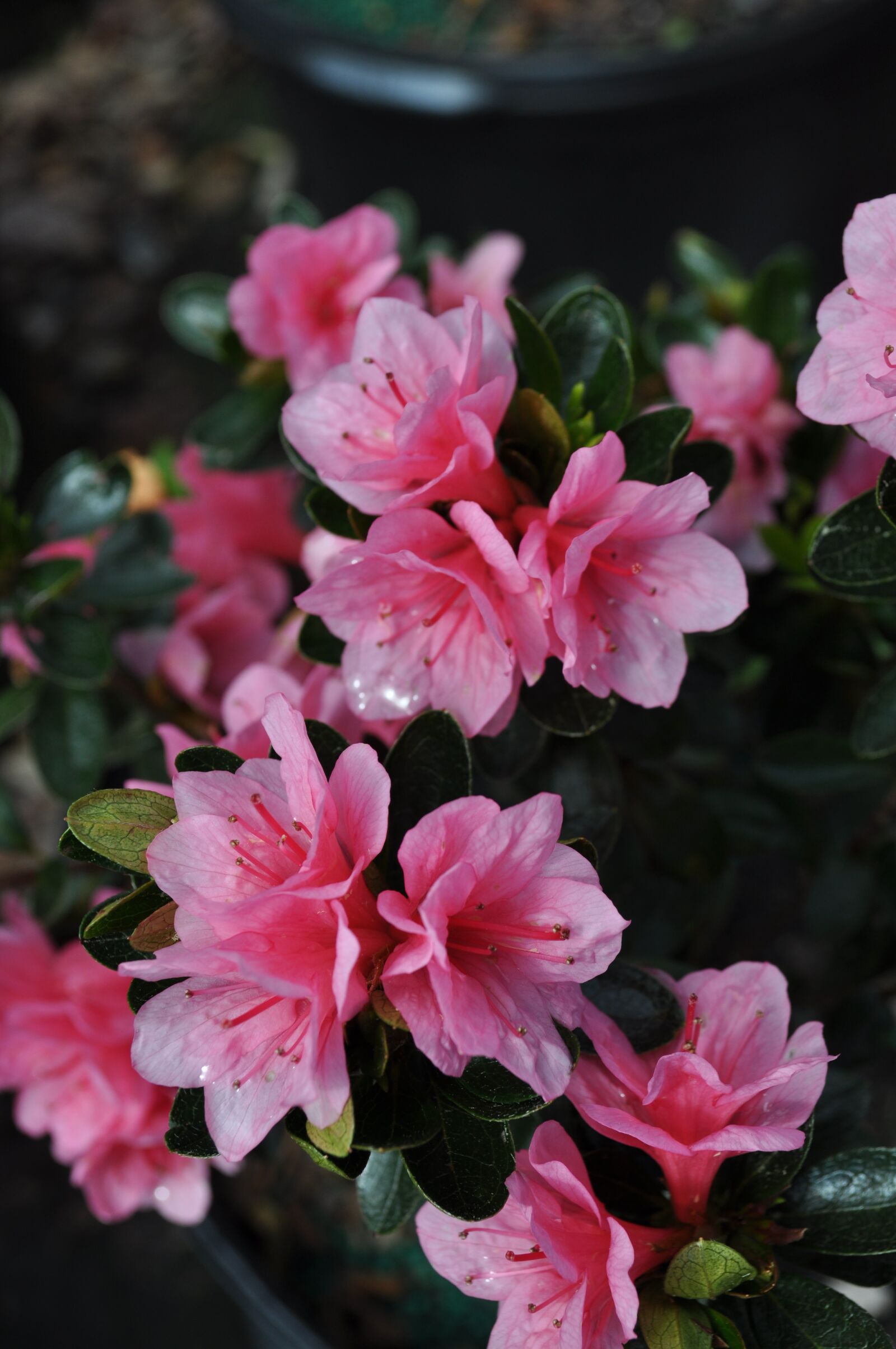 Nikon D5000 sample photo. Azalea, coral bell, spring photography