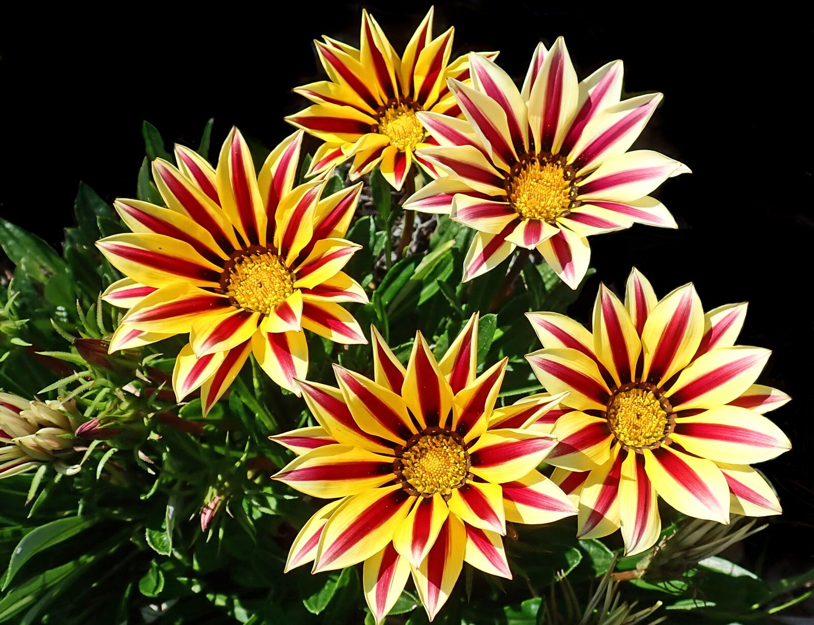 Olympus TG-5 sample photo. Flowers, striped, daisies photography