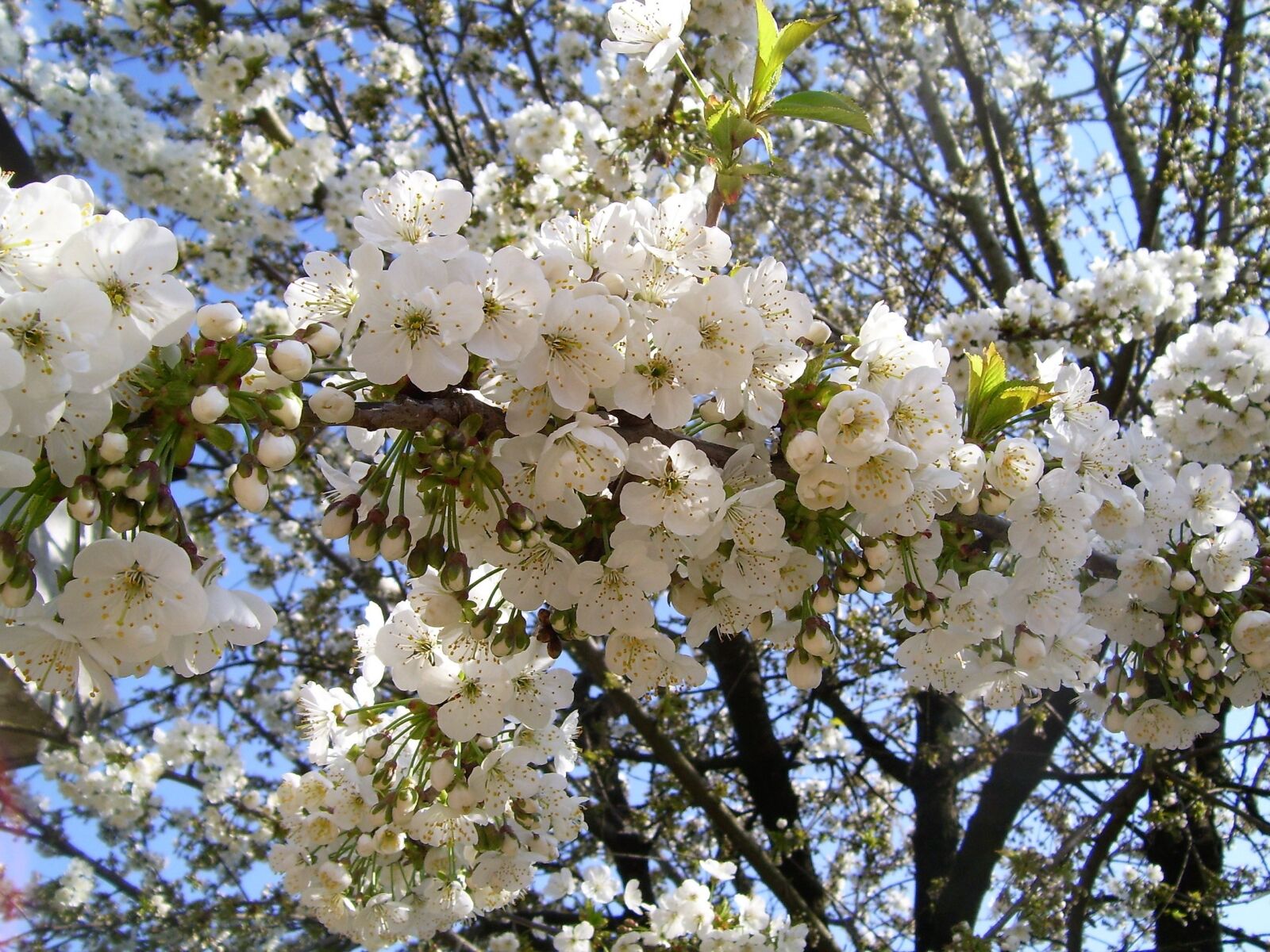 Kodak EASYSHARE C533 ZOOM DIGITAL CAMERA sample photo. Spring, bloom, cherry photography