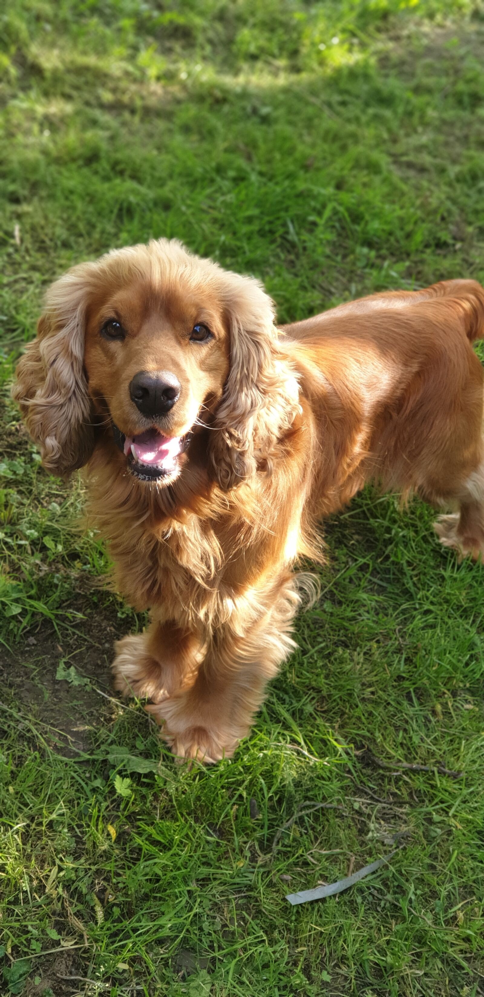 Samsung Galaxy S9+ sample photo. Dog, cocker, spaniel photography