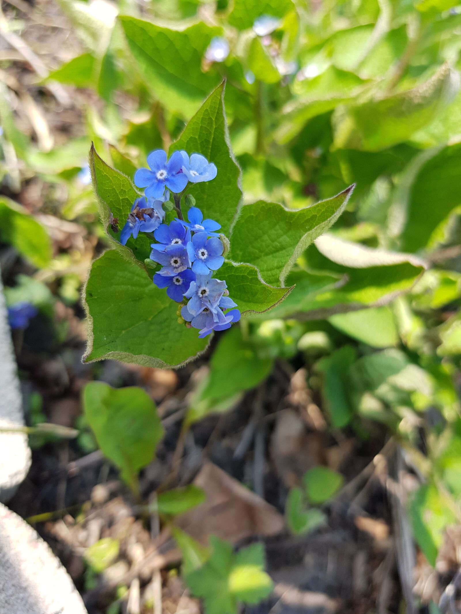 Samsung Galaxy S8 sample photo. Flowers, blue, garden photography