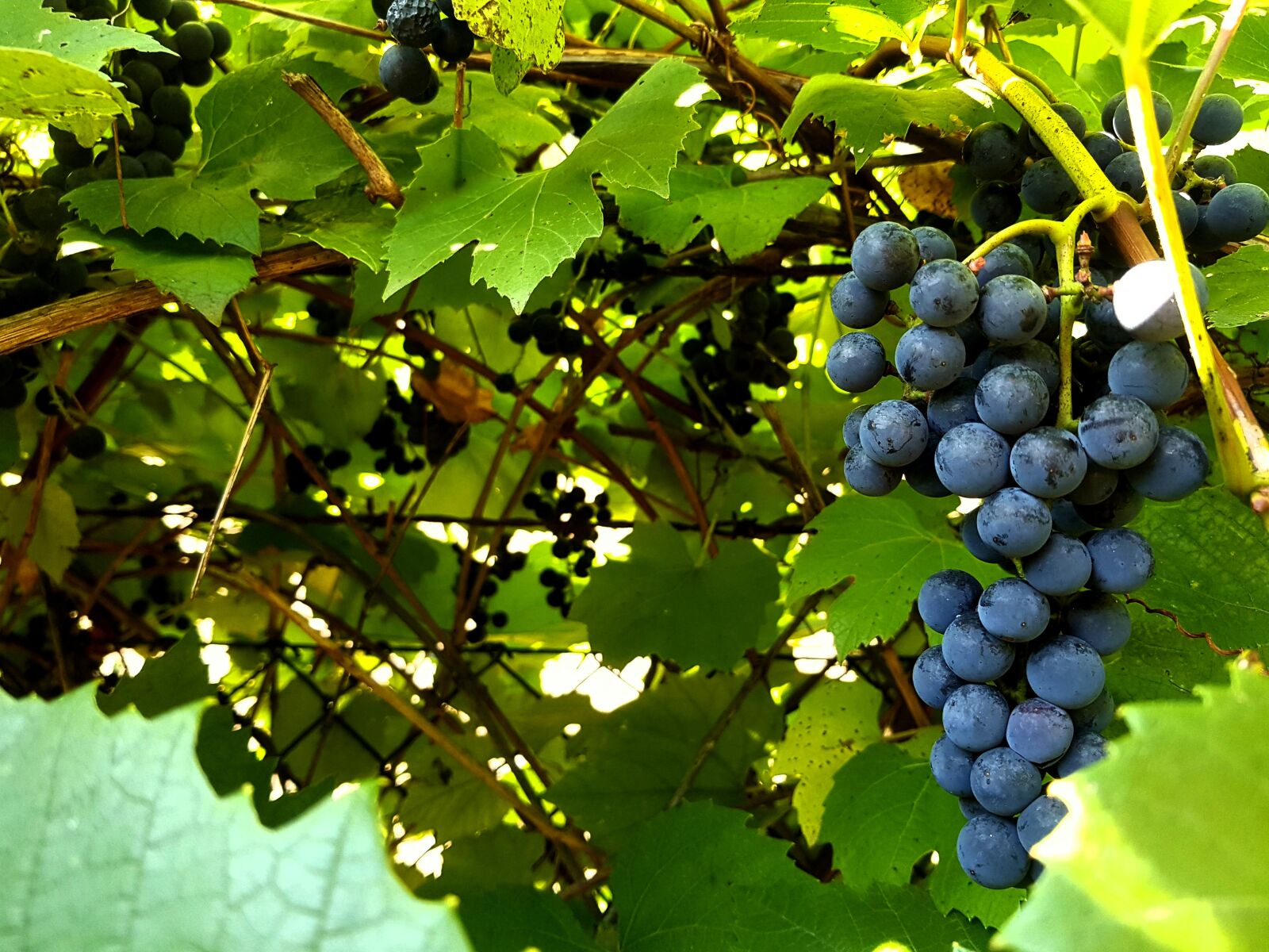 Samsung Galaxy S8+ sample photo. Grapes, fruit, nature photography