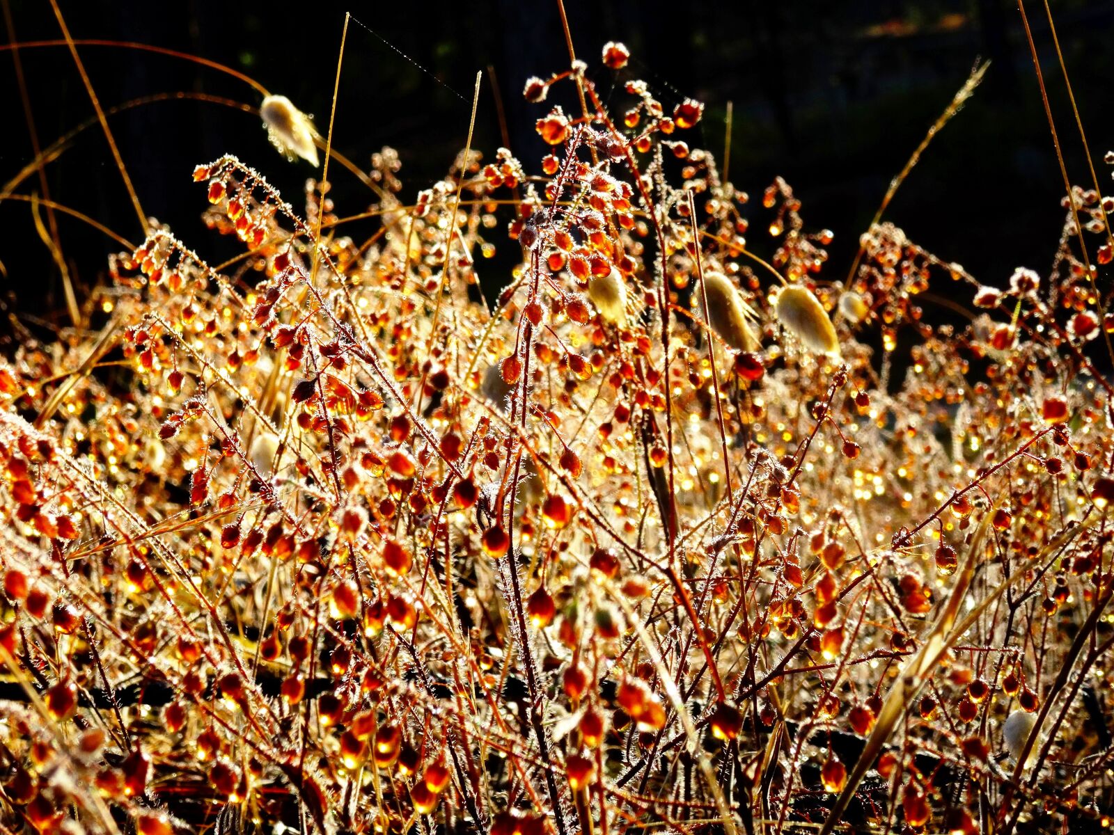 Sony Cyber-shot DSC-HX50V sample photo. Nature, plant, morgentau photography