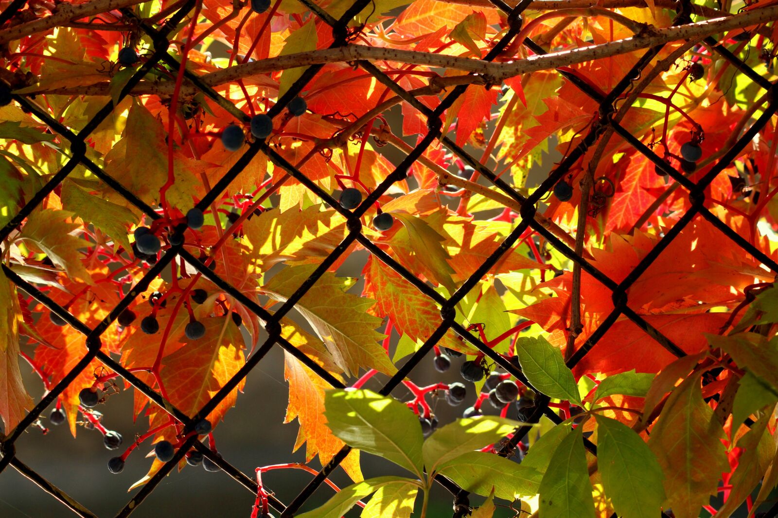 Canon EOS 1200D (EOS Rebel T5 / EOS Kiss X70 / EOS Hi) sample photo. Vines, creeper, autumn photography