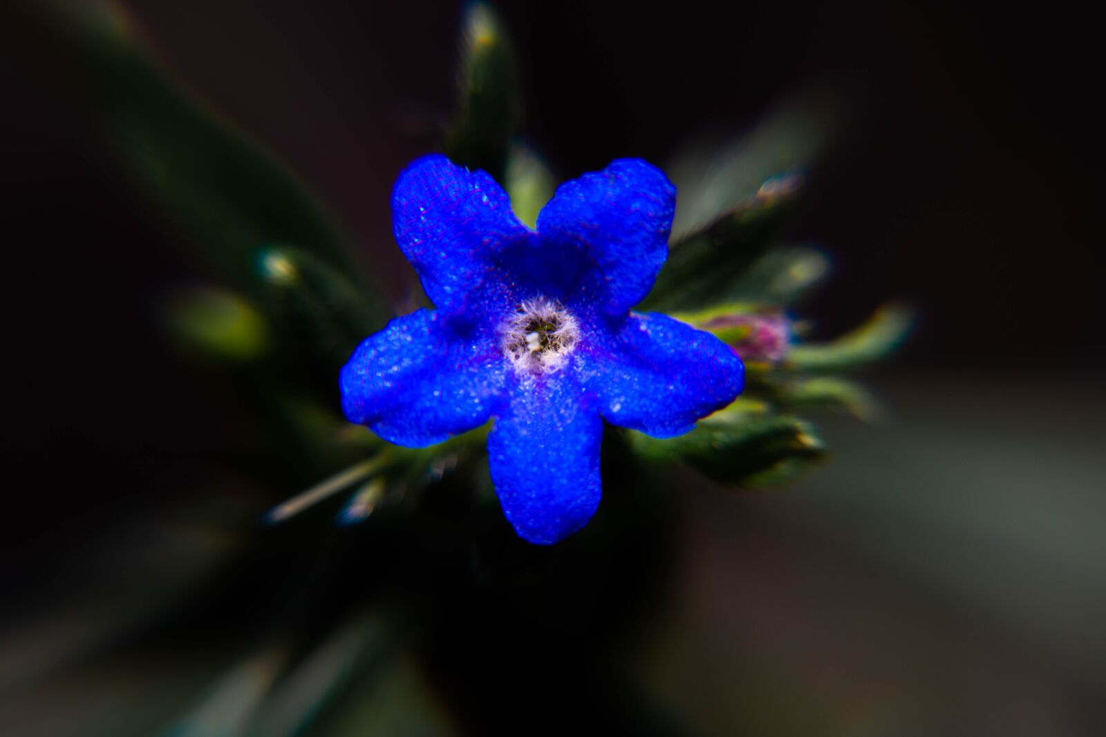 Nikon D850 sample photo. Spring, pollen, yellow photography