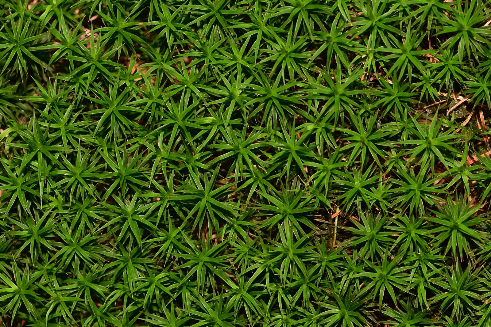 Nikon D5200 sample photo. Nature, forest, moss photography