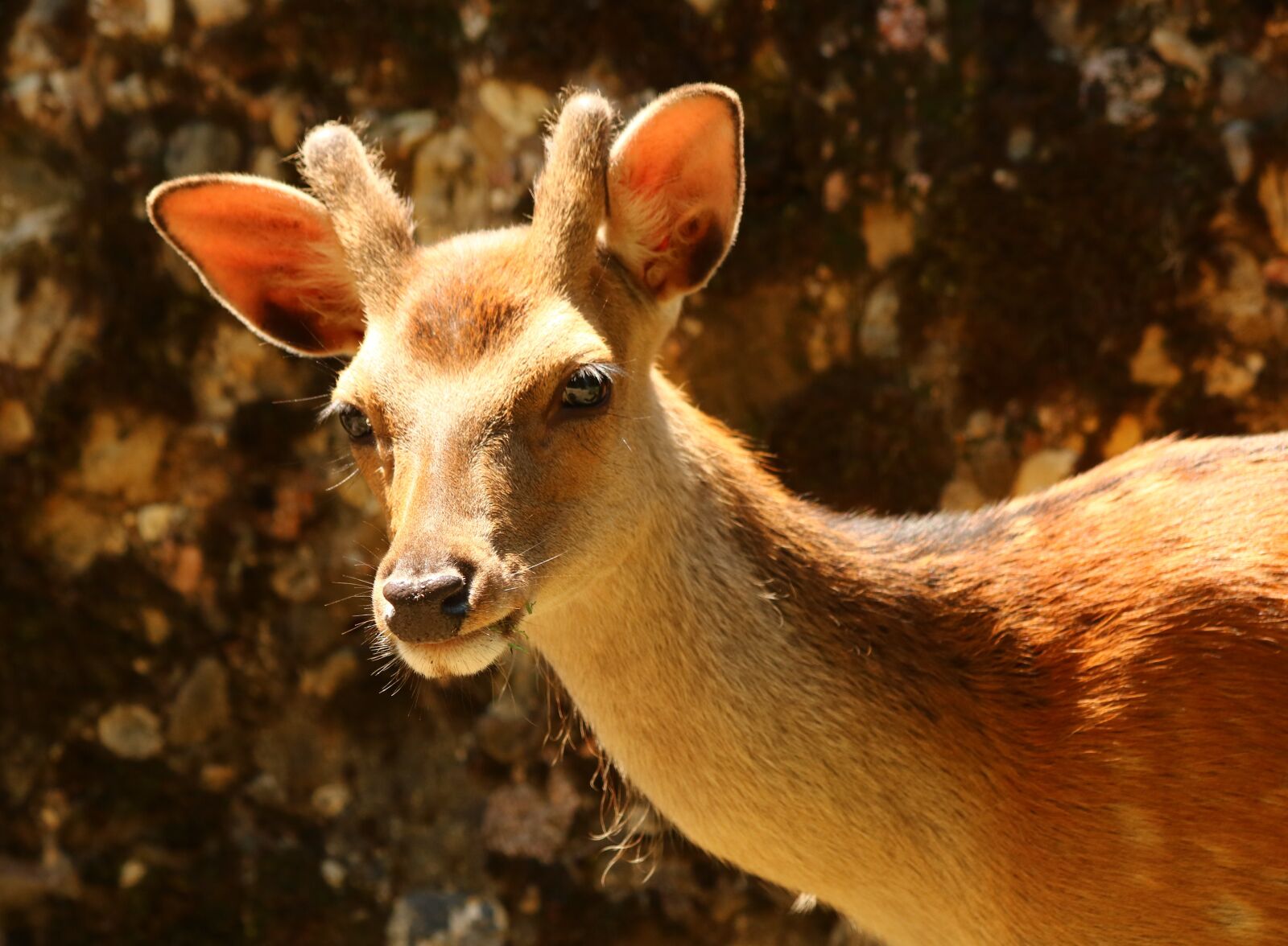 Canon EOS 750D (EOS Rebel T6i / EOS Kiss X8i) + Canon EF 70-300mm F4-5.6 IS USM sample photo. Sikah deer, wild, wild photography