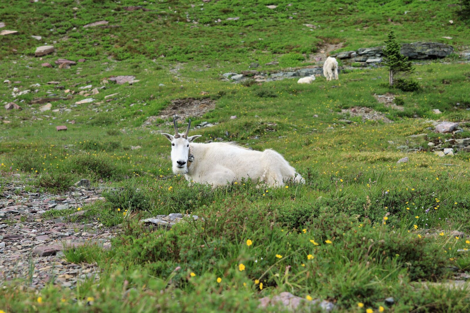 Canon EOS 7D Mark II sample photo. Mountain goat, animal, goat photography