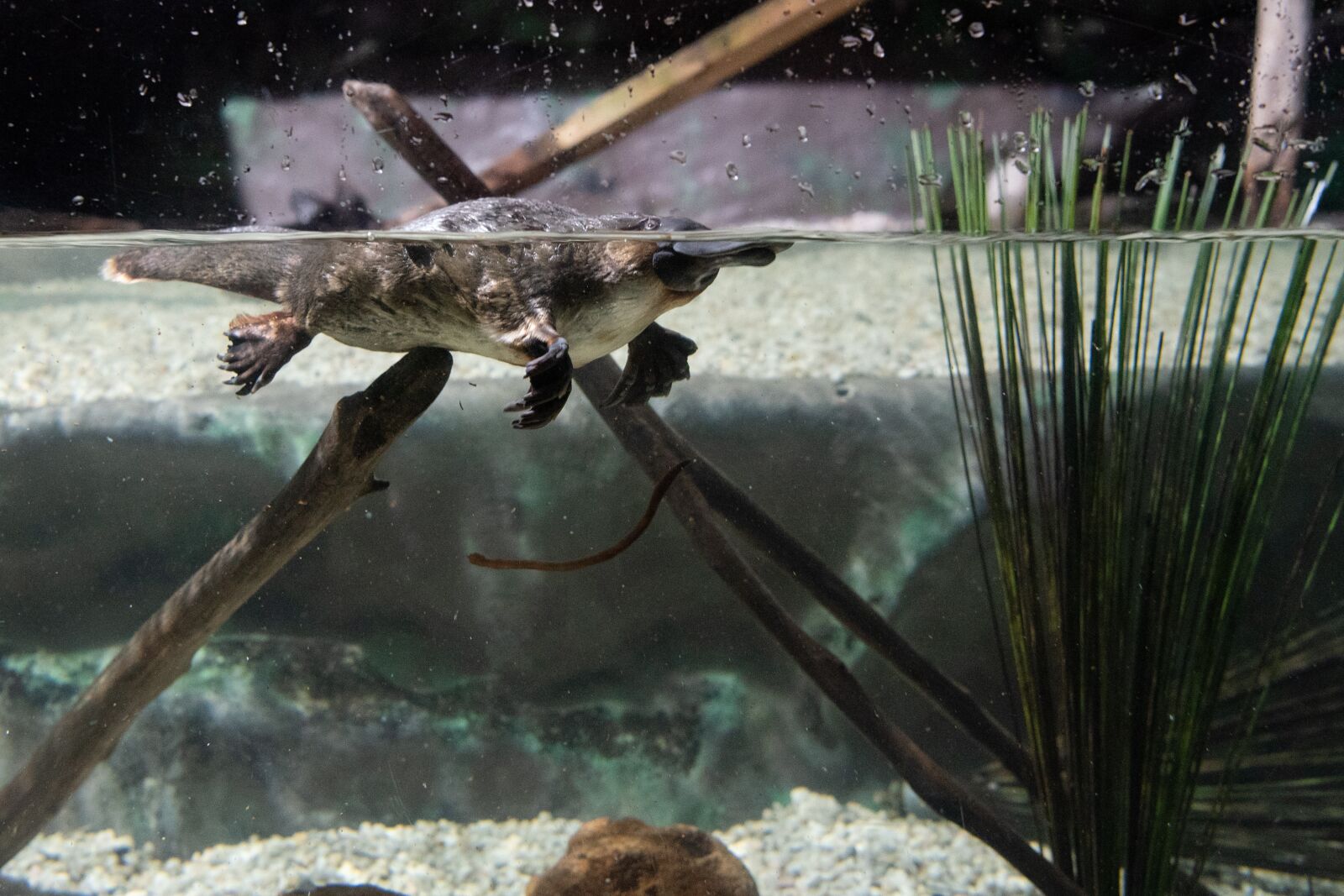 Nikon D750 sample photo. Platypus, monotreme, mammal photography