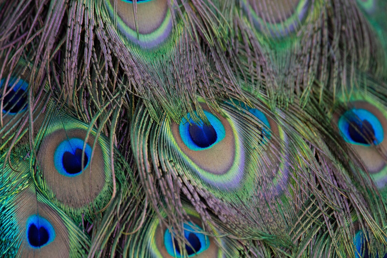 150-600mm F5-6.3 DG OS HSM | Contemporary 015 sample photo. Peacock feathers, bird, plumage photography