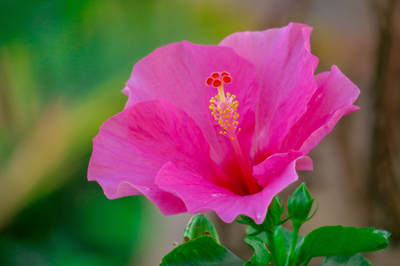 Canon PowerShot G3 X sample photo. Hong kong, hibiscus, plant photography