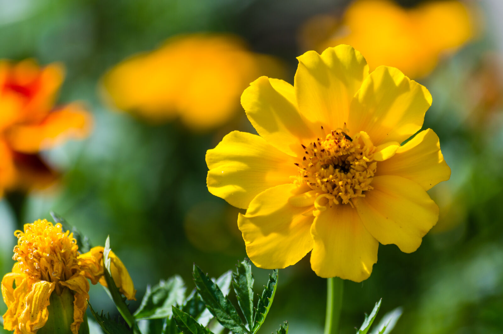 Nikon D3200 sample photo