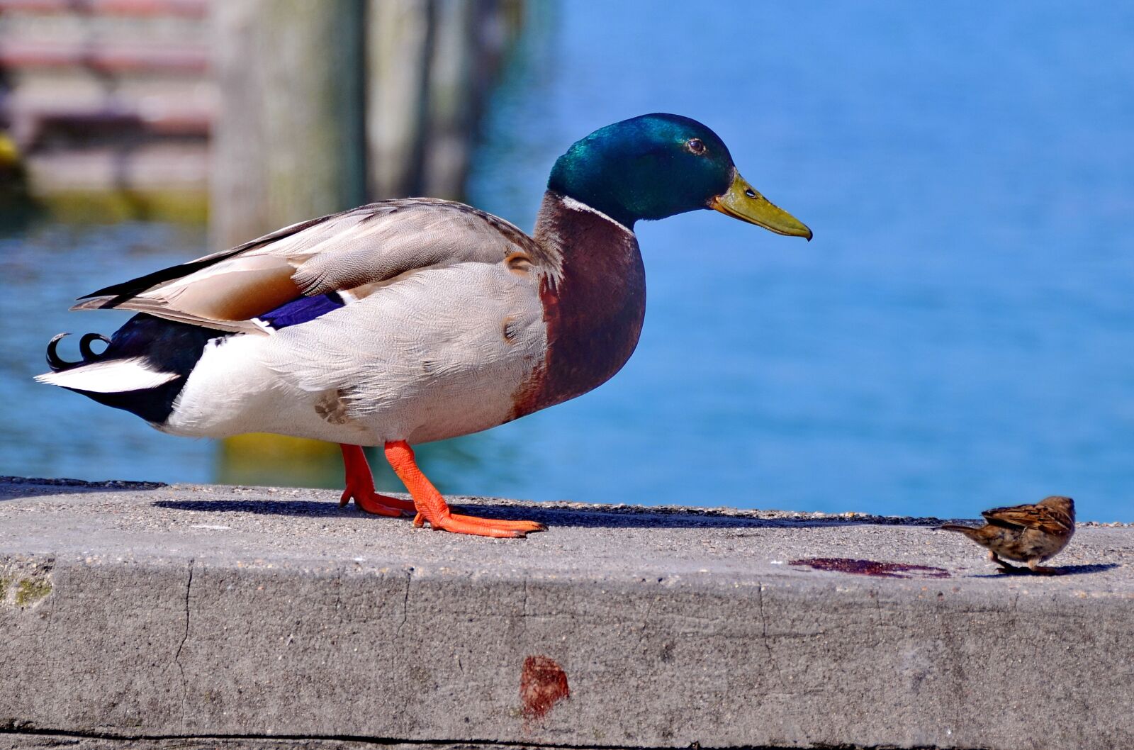 Nikon D5100 sample photo. Duck, wildlife, water photography