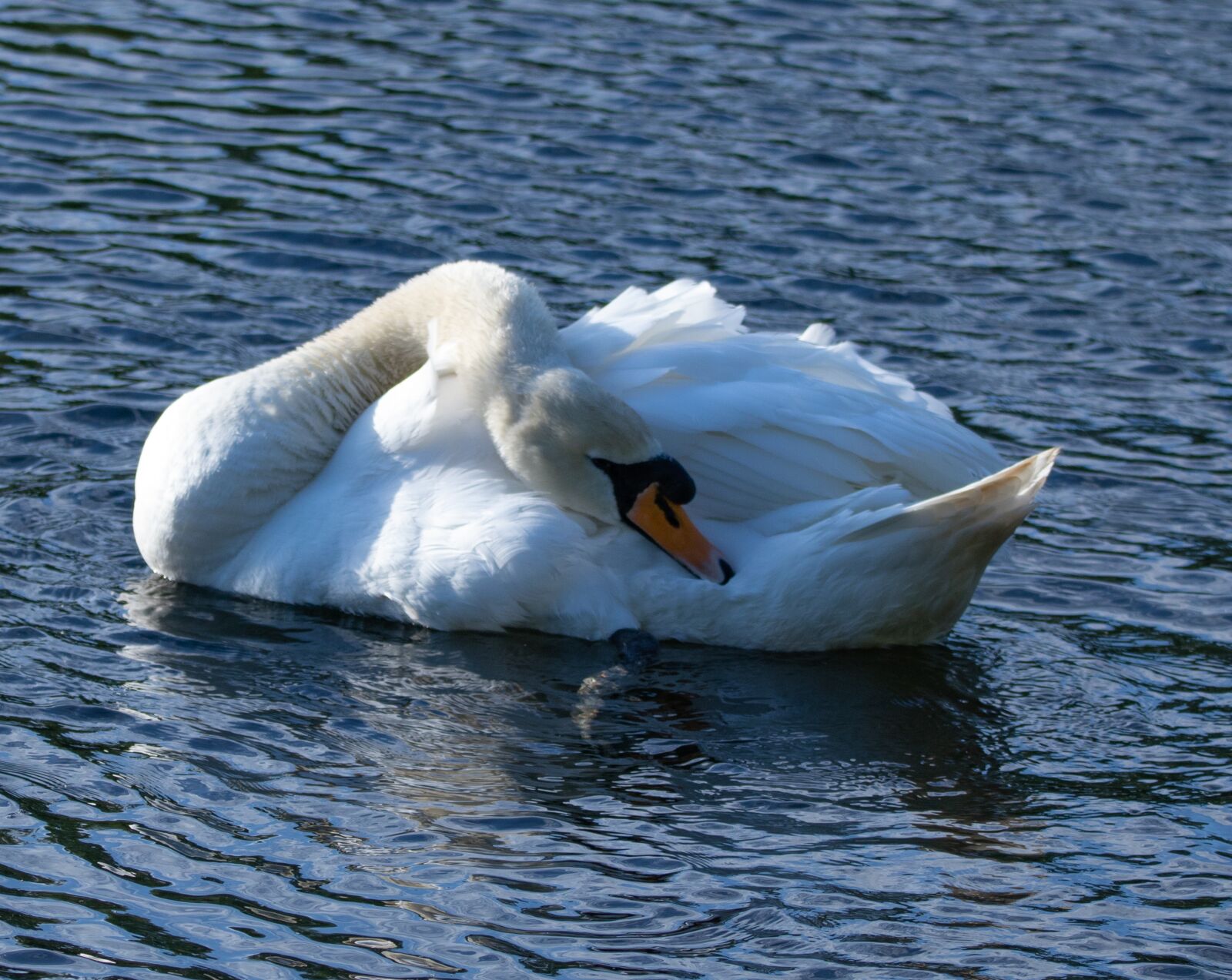 Canon EOS 7D Mark II + 150-600mm F5-6.3 DG OS HSM | Contemporary 015 sample photo. Swan, lake, river photography