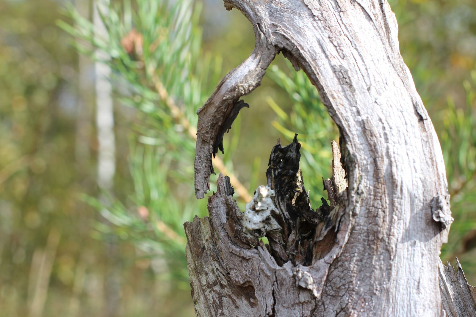 Canon EOS 600D (Rebel EOS T3i / EOS Kiss X5) + Canon EF 50mm F1.4 USM sample photo. Log, tree stump, dead photography
