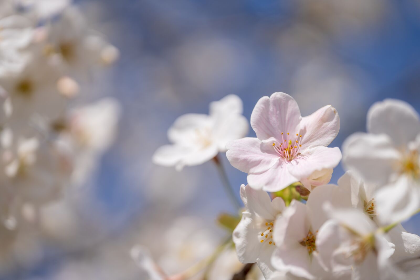 Sony a7 III + Sigma 70mm F2.8 DG Macro Art sample photo. Cherry blossoms, spring, flowers photography