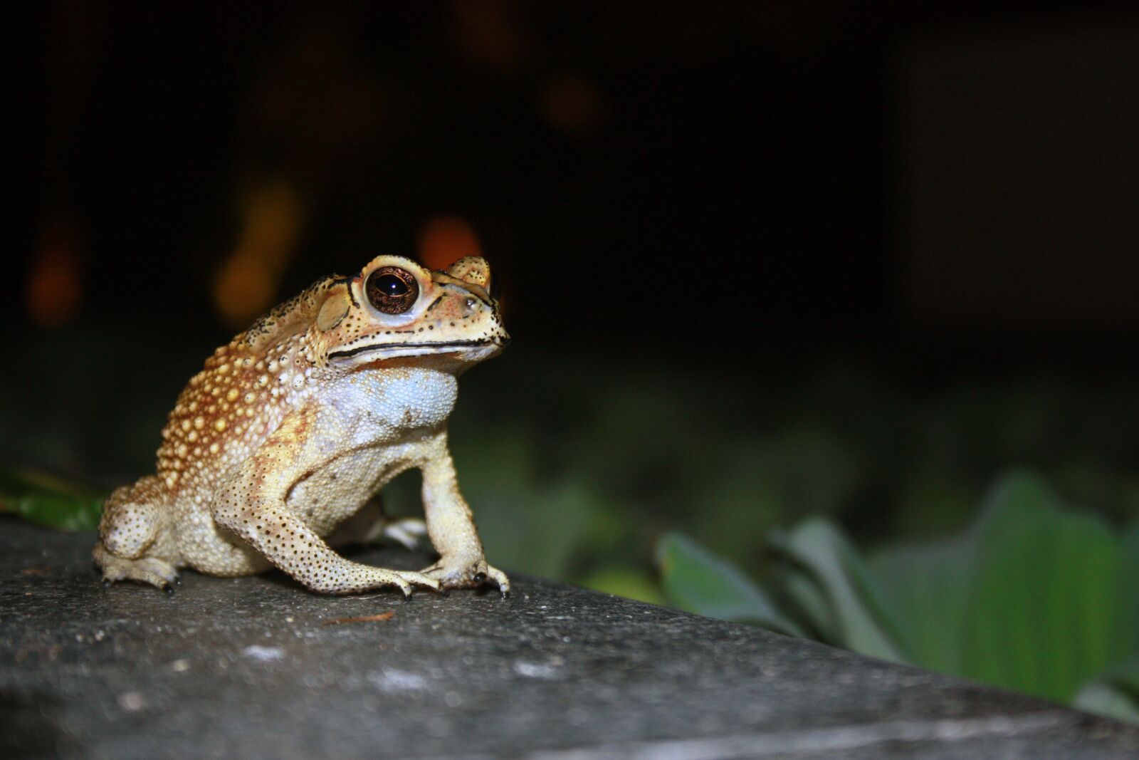 Canon EOS 450D (EOS Rebel XSi / EOS Kiss X2) sample photo. Frog, pond, animal photography