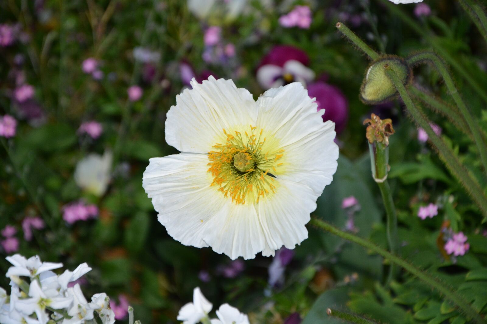 Nikon D5200 sample photo. Flower, white flower, massif photography
