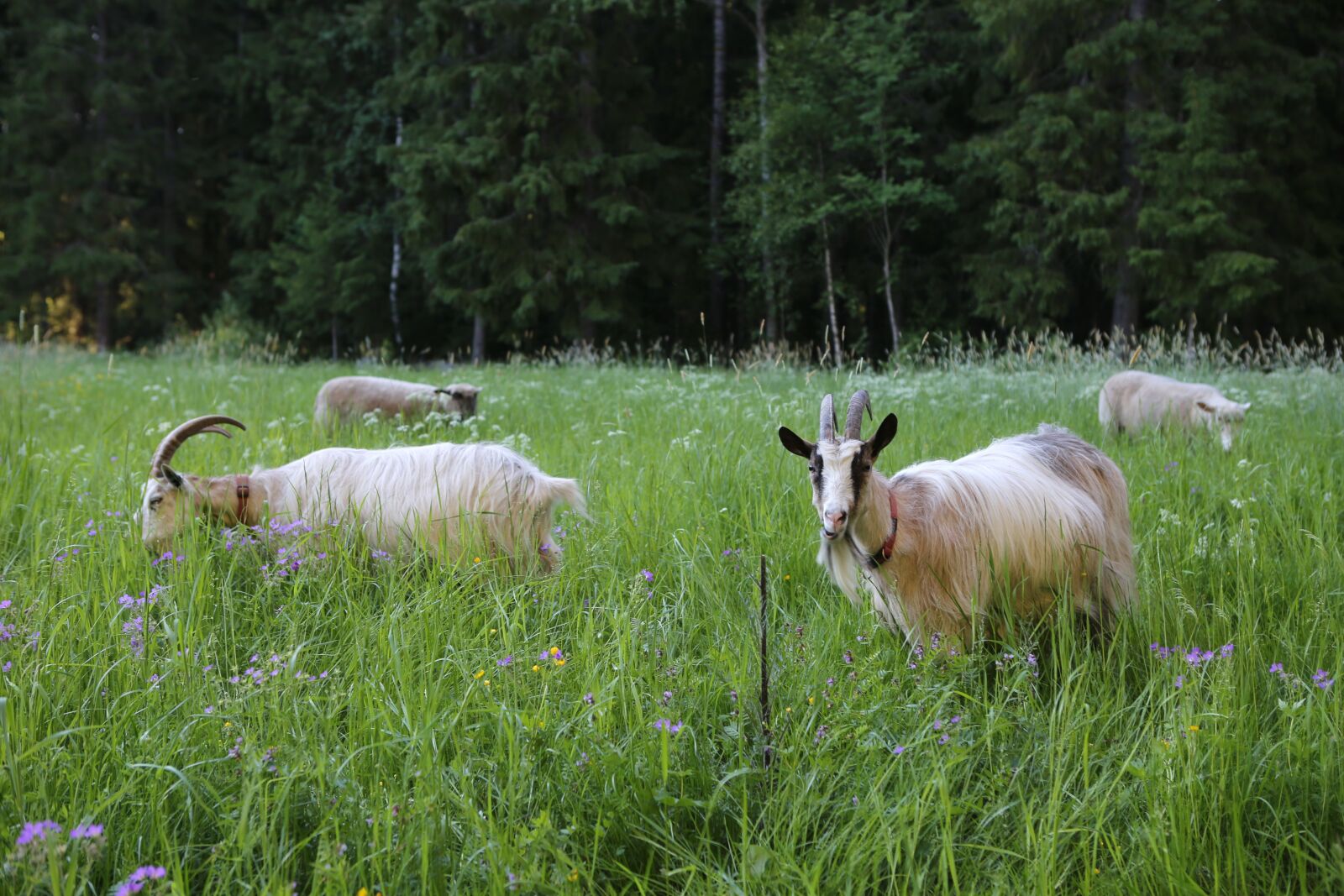 Canon EF 24-70mm F2.8L USM sample photo. Goat, culture, meadow photography