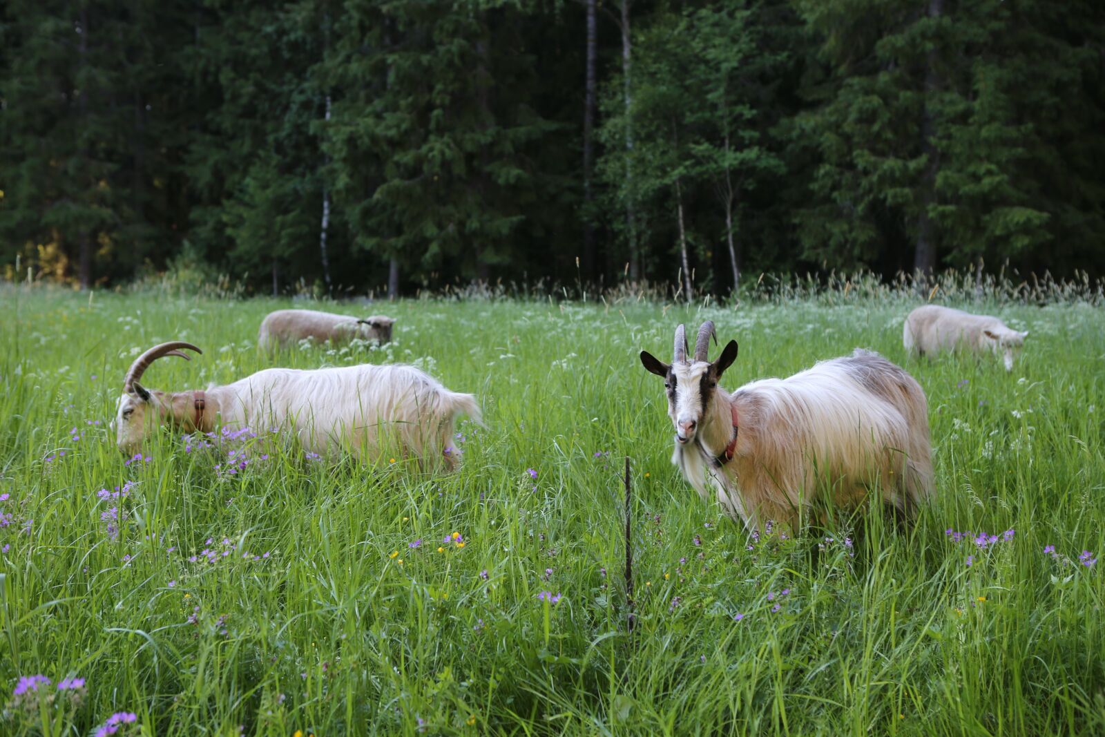 Canon EOS 6D sample photo. Goat, culture, meadow photography