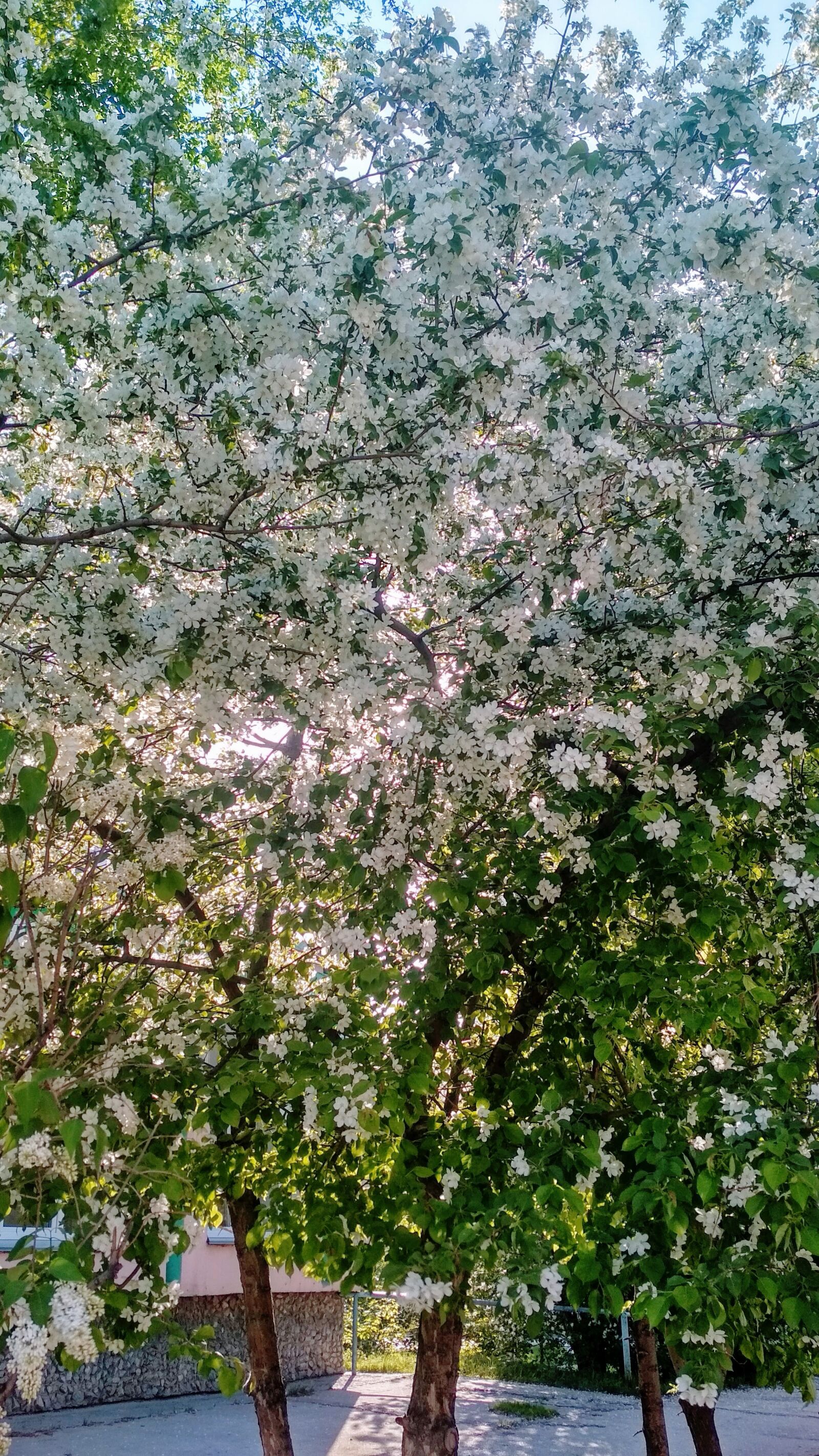 Xiaomi Redmi 4X sample photo. White, tree, spring photography