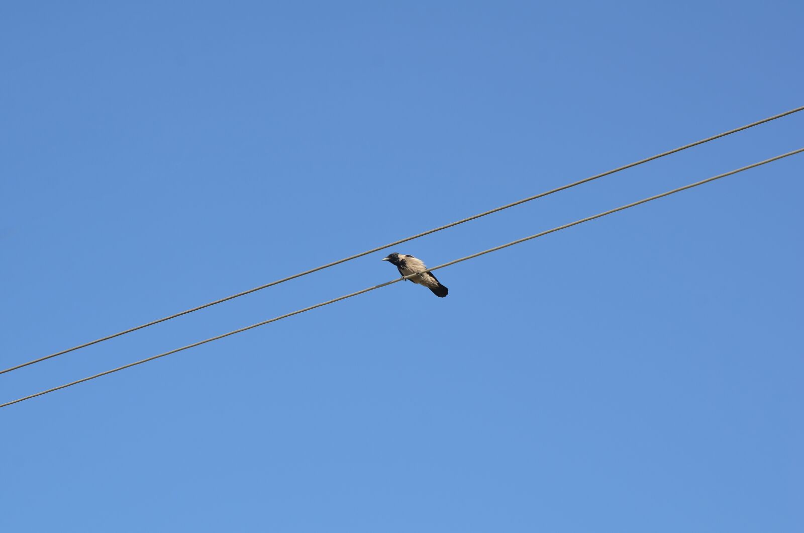 Nikon D7000 sample photo. Bird, blue, minimalism photography