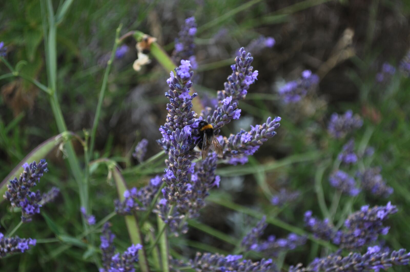Nikon D5000 sample photo. Flower, field, nature photography