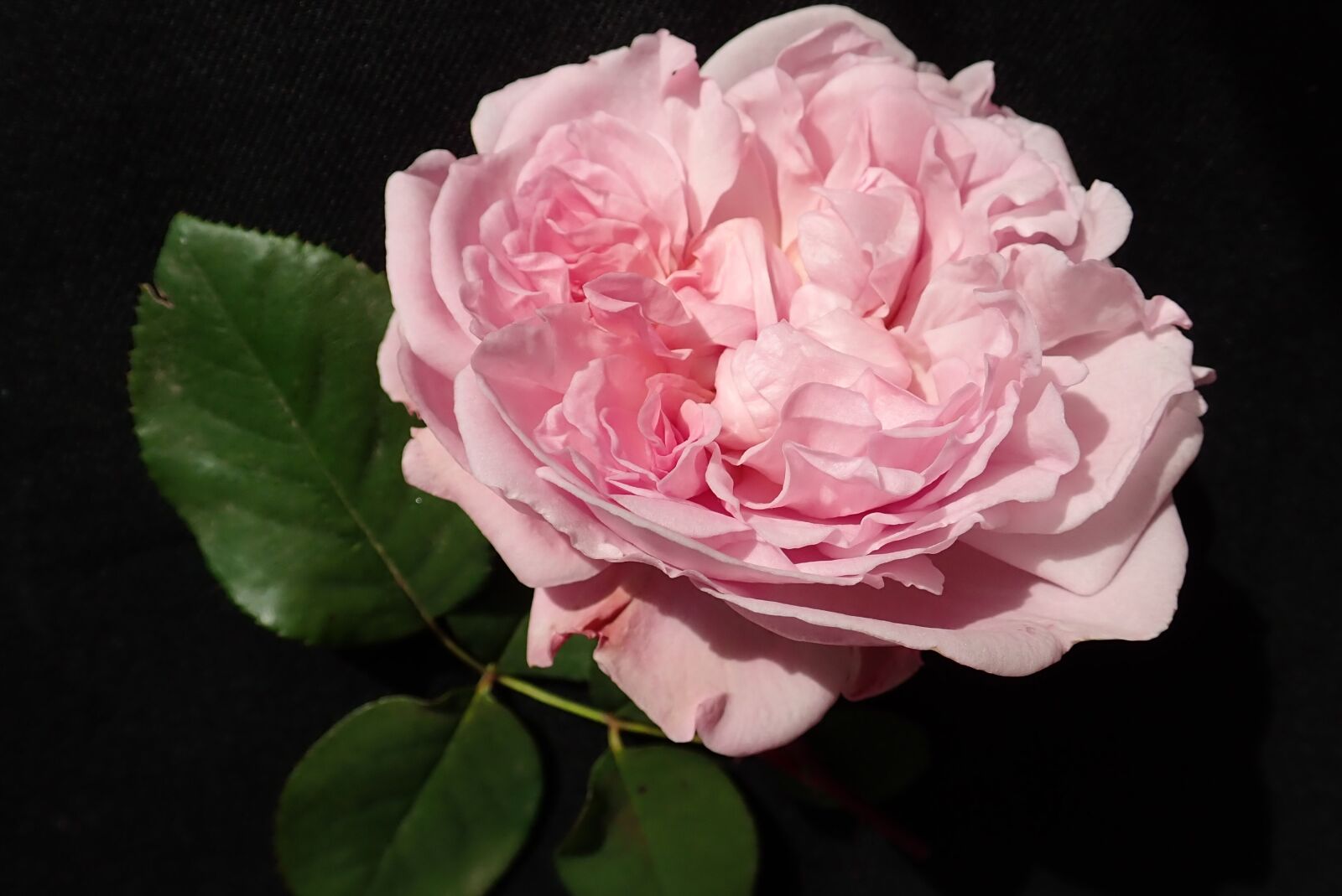 Olympus TG-5 sample photo. Rose, flower, pink photography