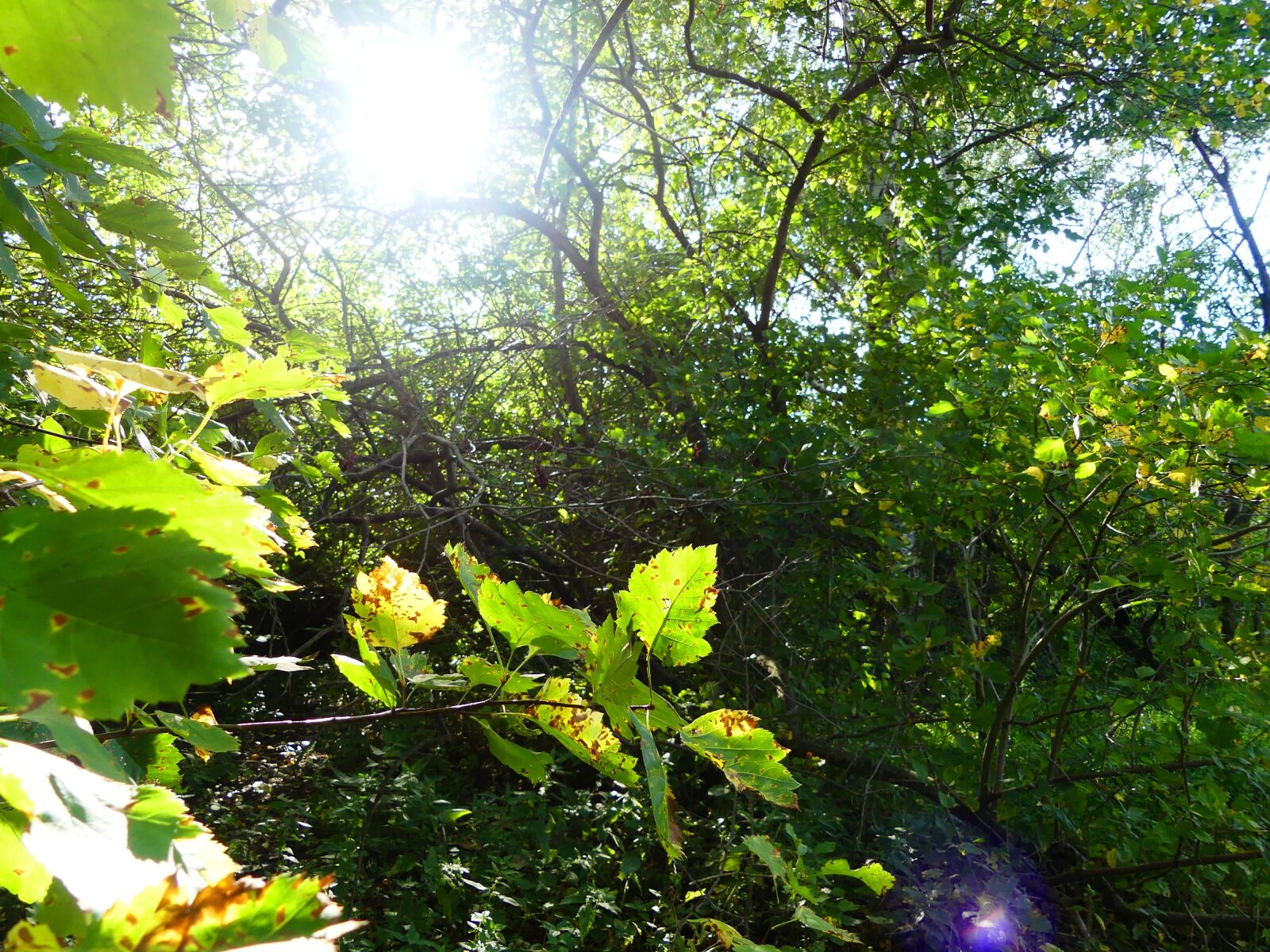 Panasonic Lumix DMC-FZ300 sample photo. Nature, ramification, foliage photography