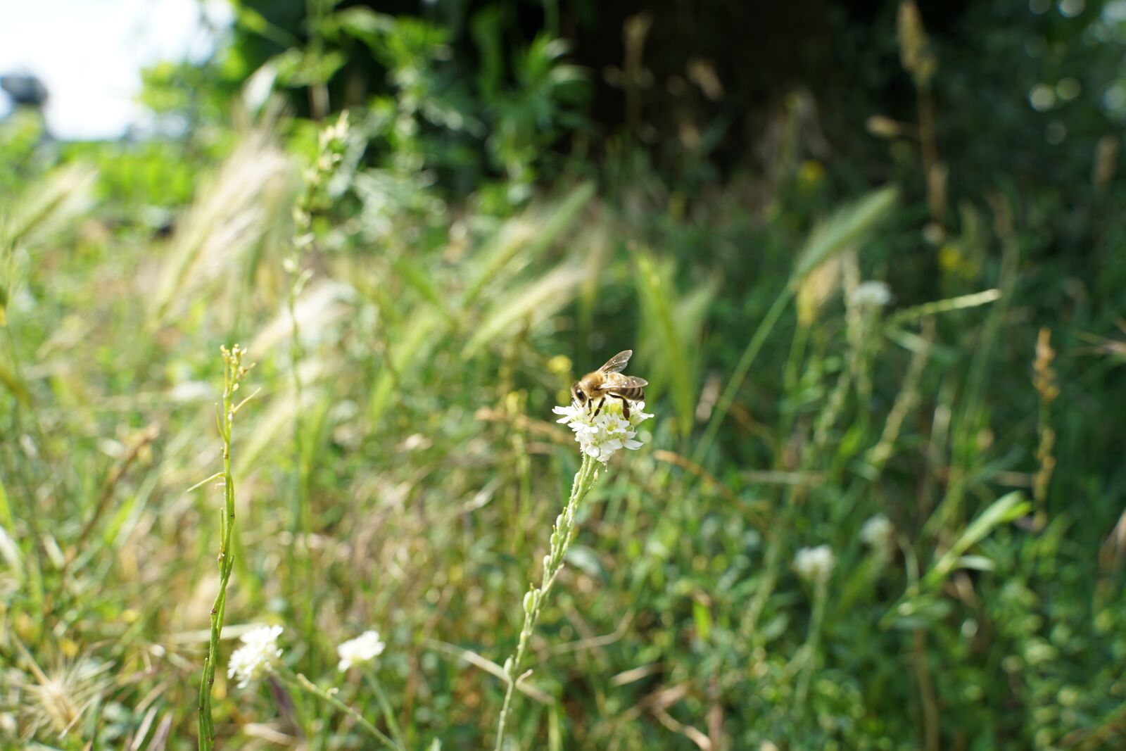 Sony a7 II + Tamron 28-75mm F2.8 Di III RXD sample photo. Bee, wild bee, insect photography