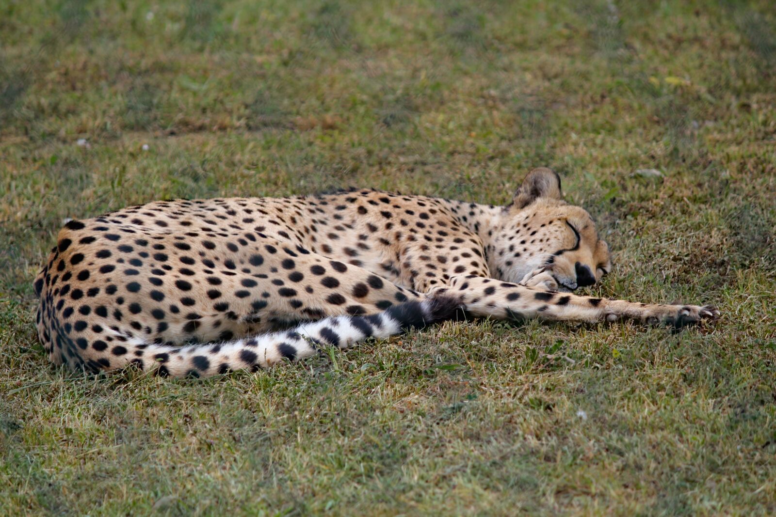 Canon EOS 550D (EOS Rebel T2i / EOS Kiss X4) sample photo. Cheetah, beast, lying photography