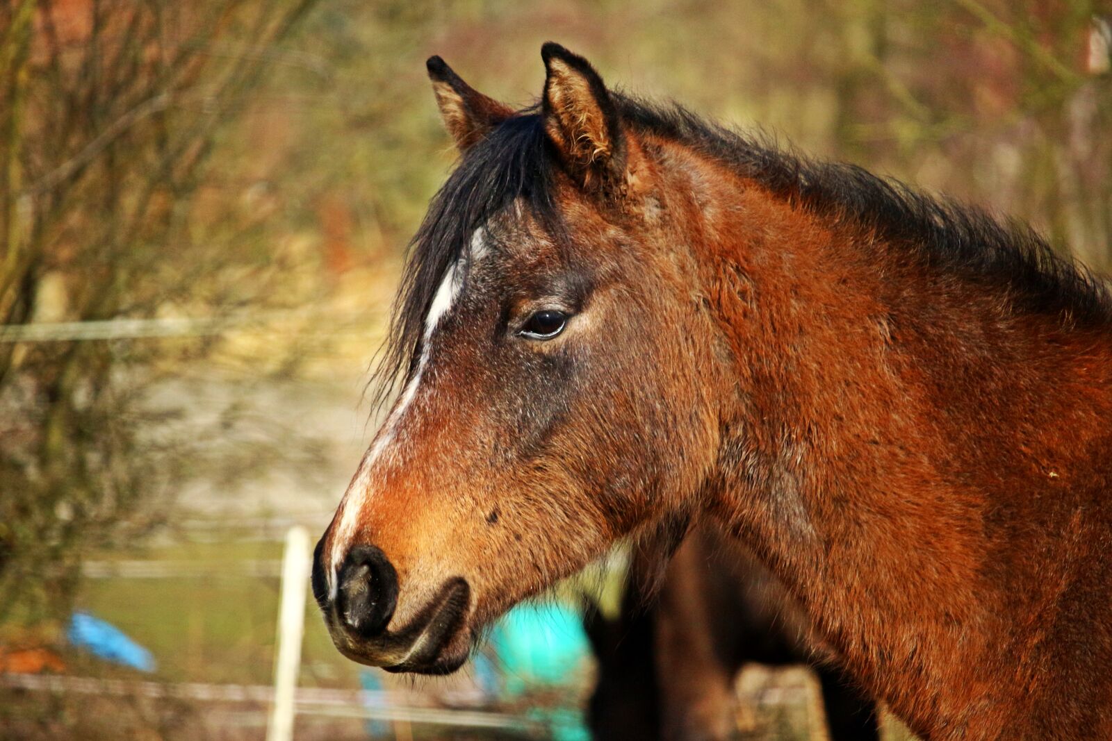 Canon EOS 100D (EOS Rebel SL1 / EOS Kiss X7) sample photo. Horse, thoroughbred arabian, horse photography