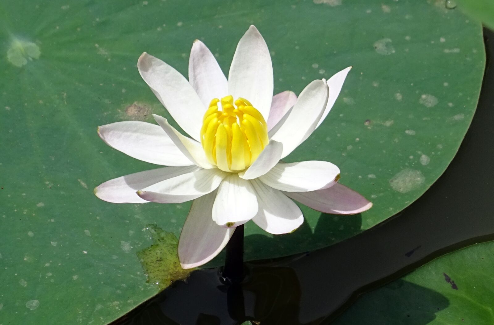 Sony DSC-HX60V sample photo. Lily, water lily, white photography