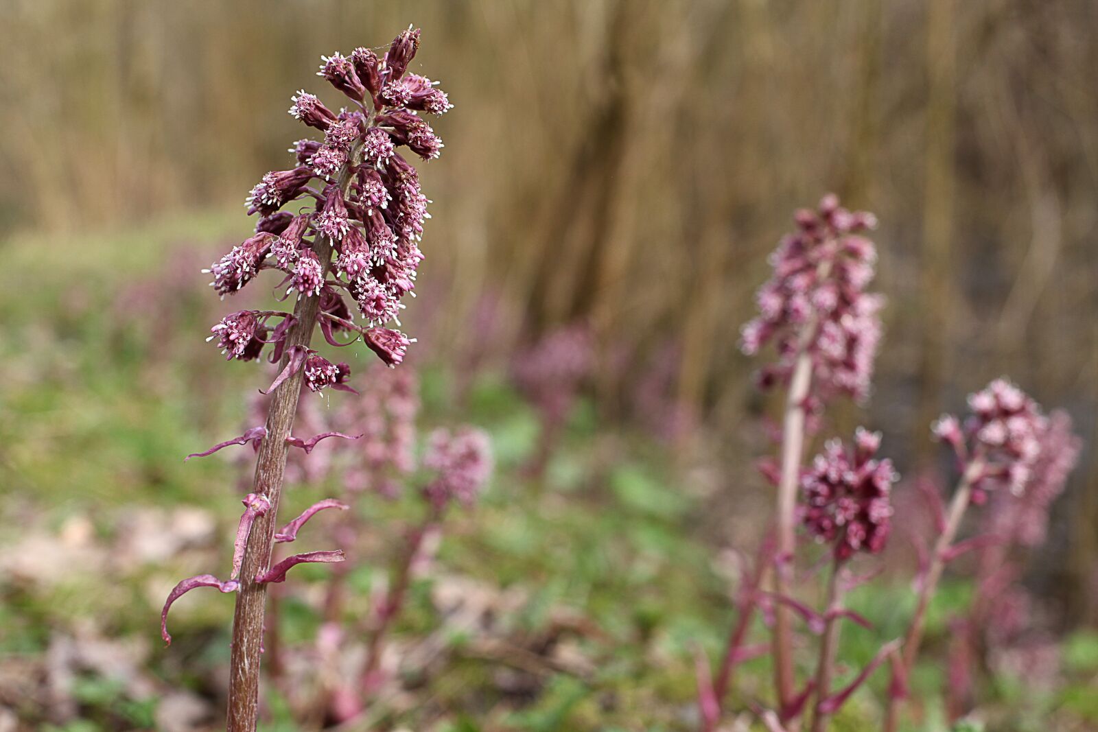 Canon EOS 5D Mark II sample photo. Common butterbur, medicinal plant photography