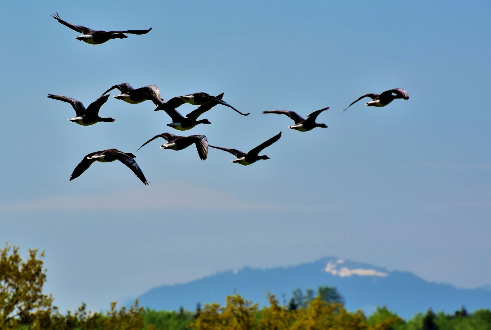 Nikon D7200 sample photo. Wild geese, grey geese photography