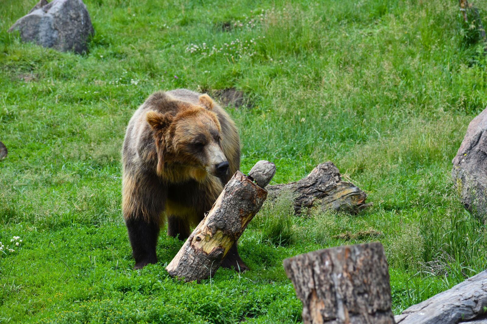 Nikon D3400 sample photo. Bear, brown, animal photography