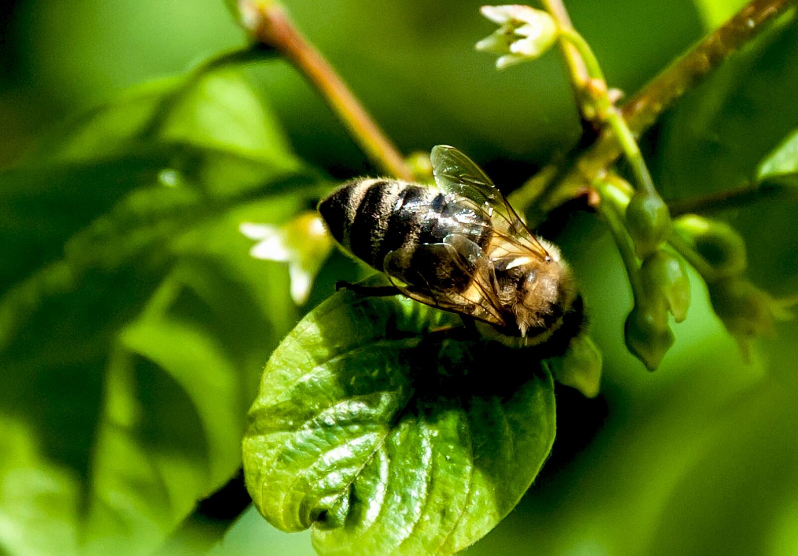 Nikon D5000 sample photo. Insect, nature, leaf photography
