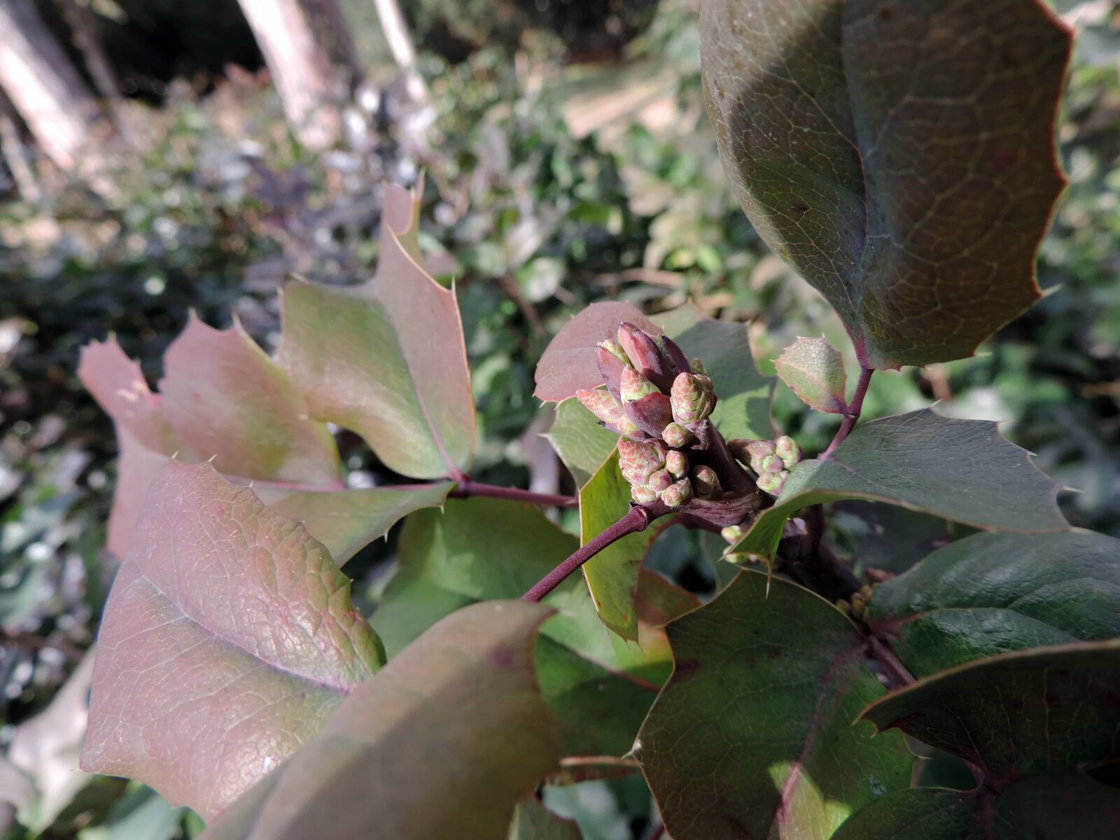 Nikon Coolpix P520 sample photo. Shrub, flora, leaf, nature photography