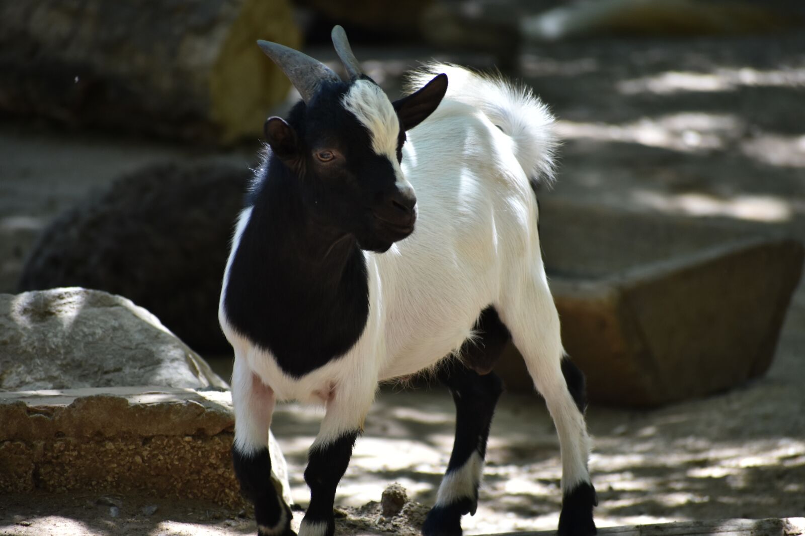 Nikon D3400 sample photo. Capra, goat, lamb photography