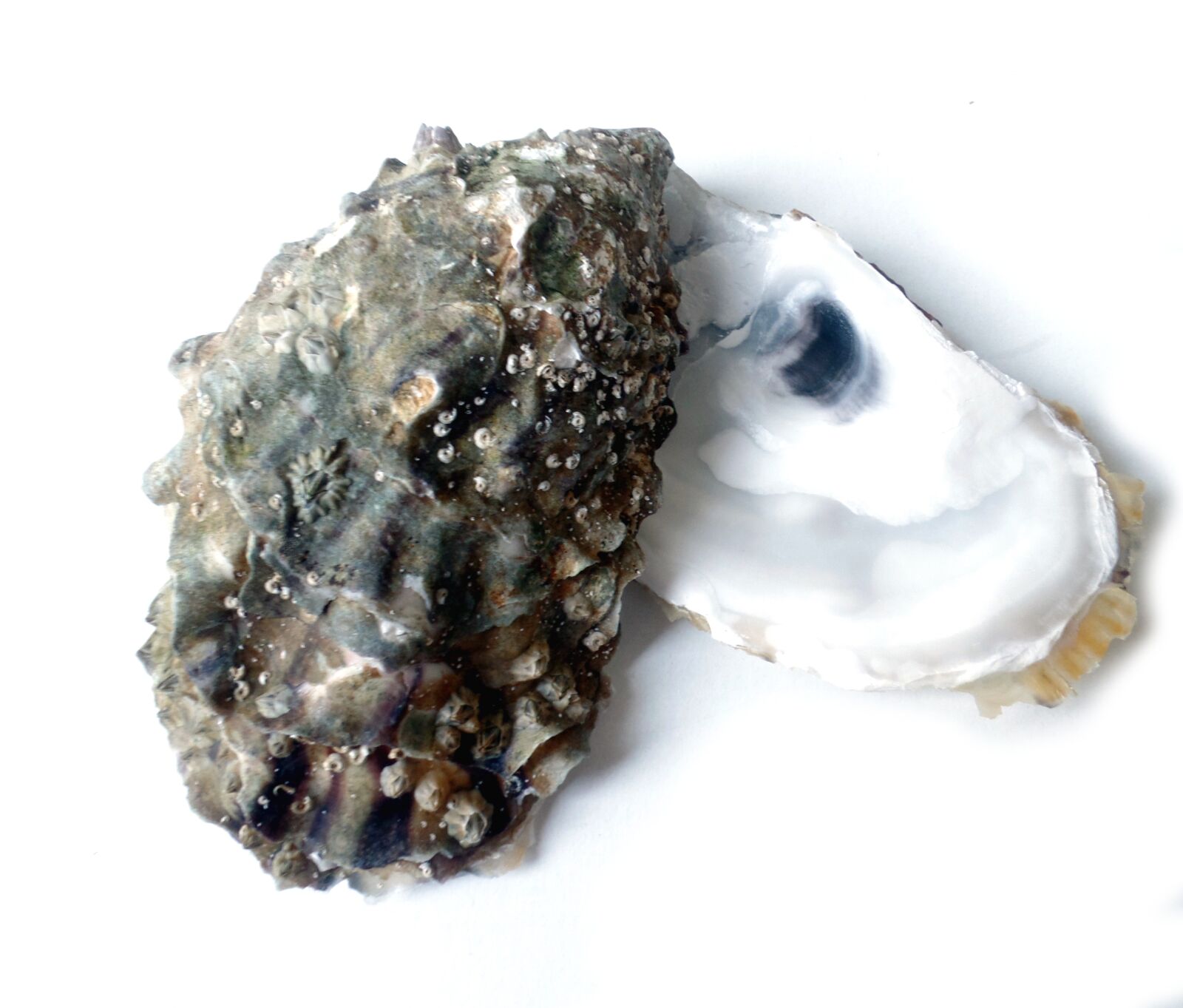 Samsung WB350F/WB351F/WB352F sample photo. Oyster, eat, sea photography